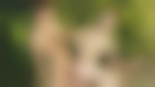 Troupiers en mission sexuelle